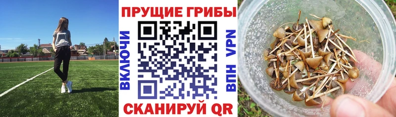 ОМГ ОМГ сайт  Нижняя Тура  Галлюциногенные грибы Psilocybine cubensis 
